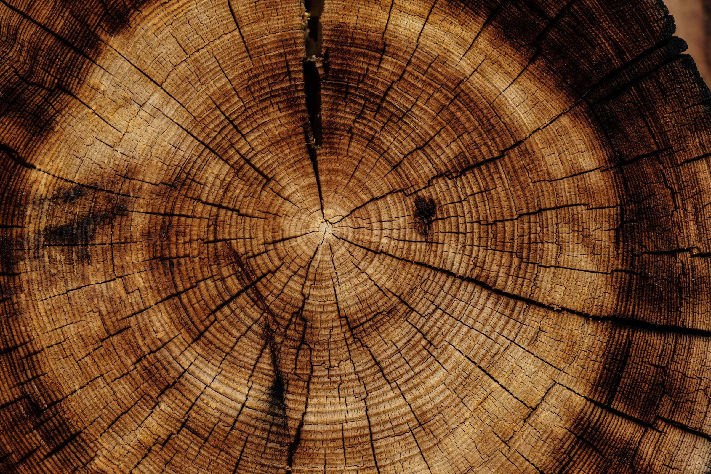 tree stump rings