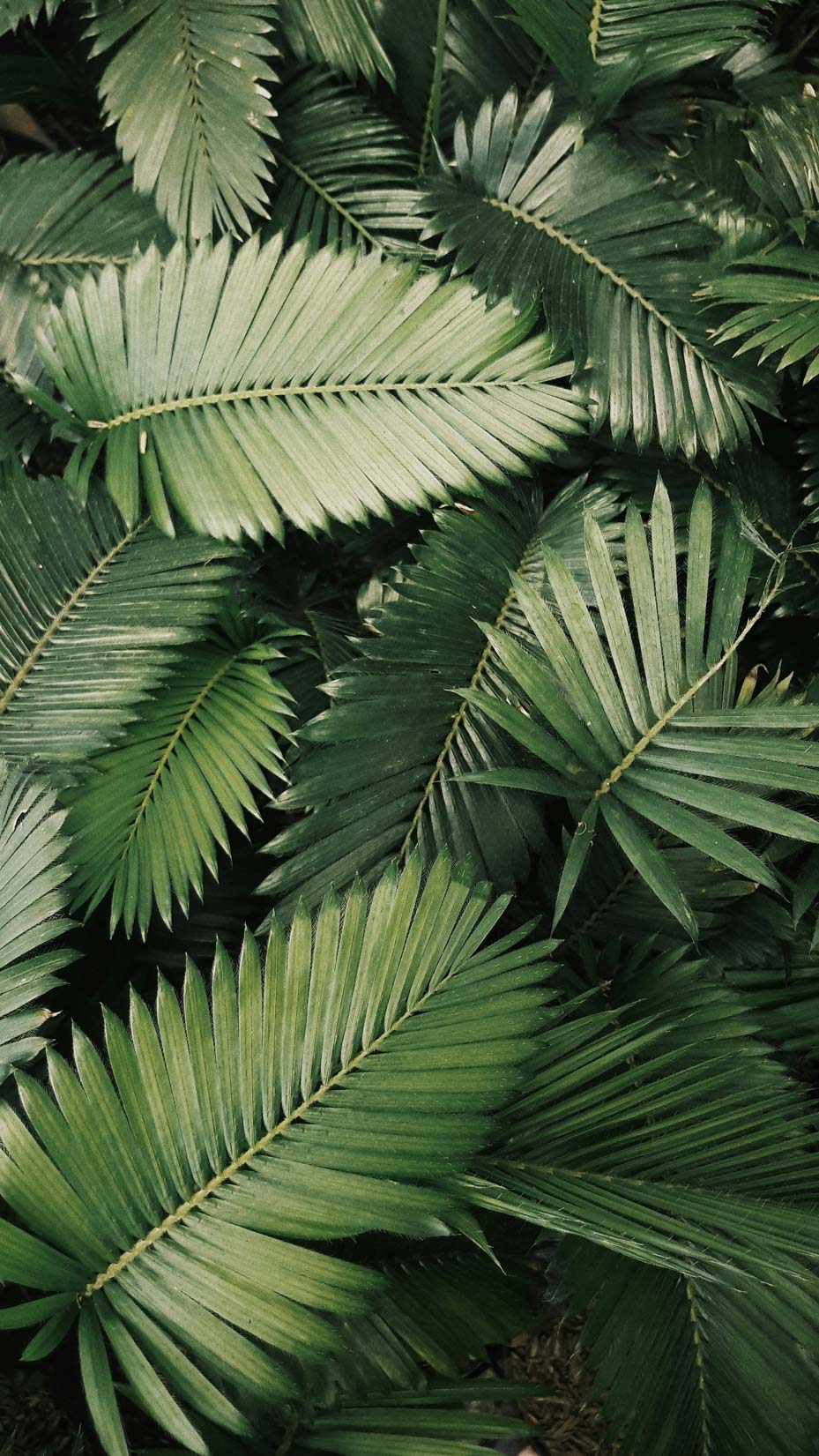 texture of palm trees