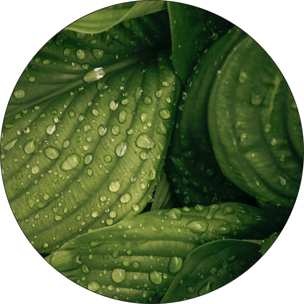 hosta leaves with water droplettes