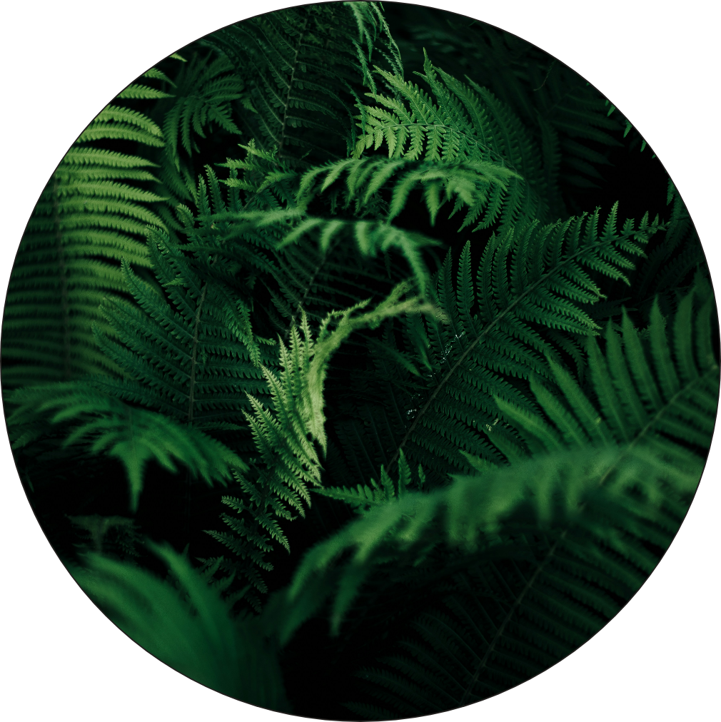 ferns